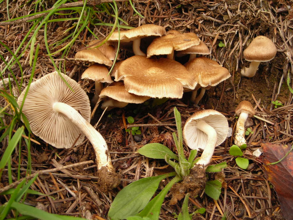 Inocybe.......